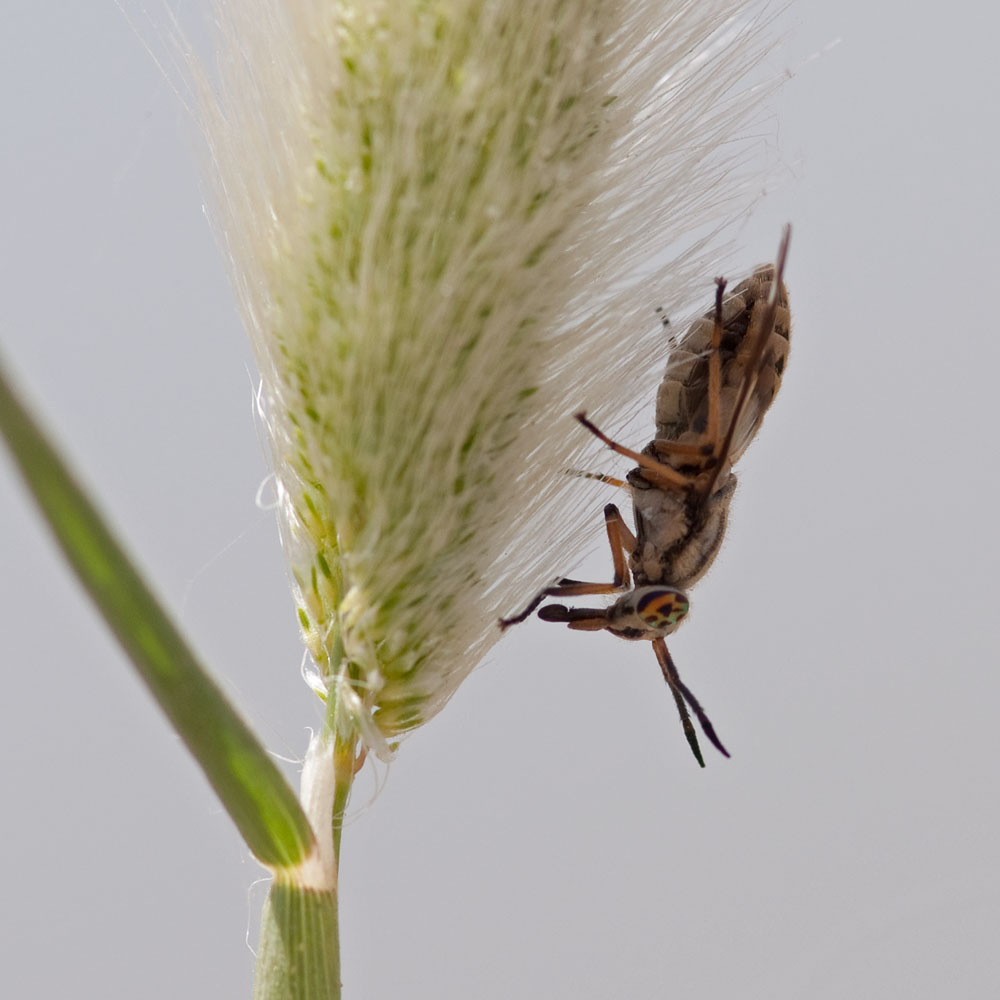 Chrysops flavipes
